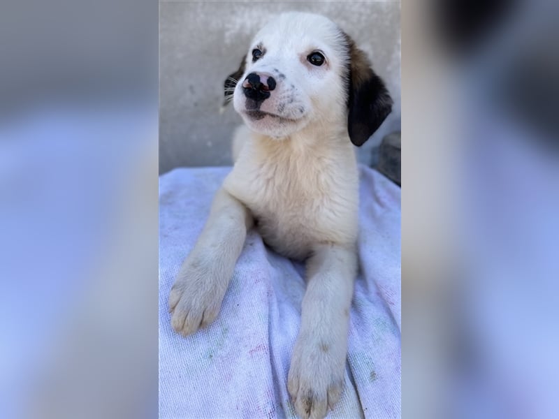 Bley, geb. ca. 06/2023, lebt in GRIECHENLAND, im städt. Tierheim Serres