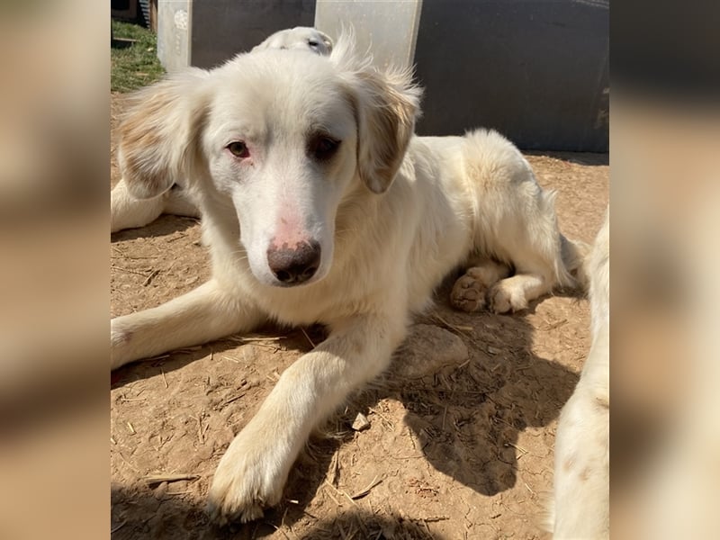 Zara, geb. ca. 06/2021, lebt in GRIECHENLAND, auf einem Gelände, auf dem die Hunde notdürftig versor