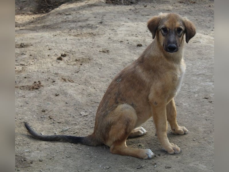 Sophia, geb. ca. 03/2024, lebt in GRIECHENLAND, im städt. Tierheim Serres