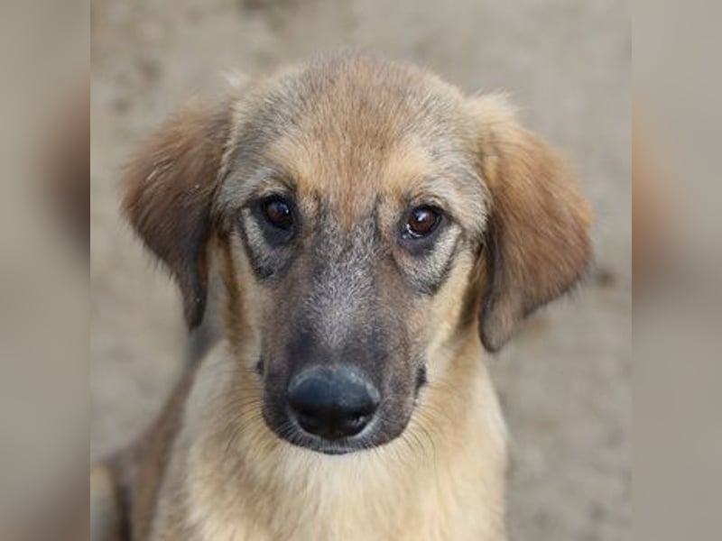 Sophia, geb. ca. 03/2024, lebt in GRIECHENLAND, im städt. Tierheim Serres