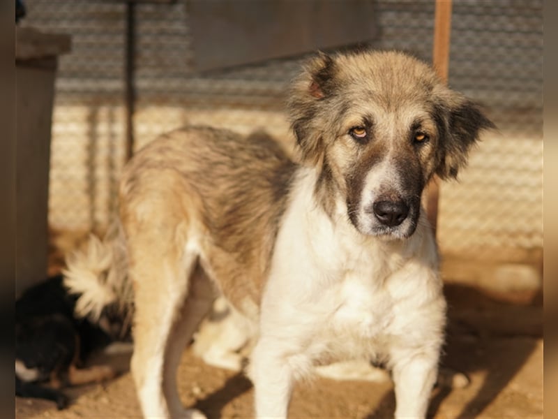 Talia, geb. ca. 09/2022, lebt in GRIECHENLAND, im städt. Tierheim Serres