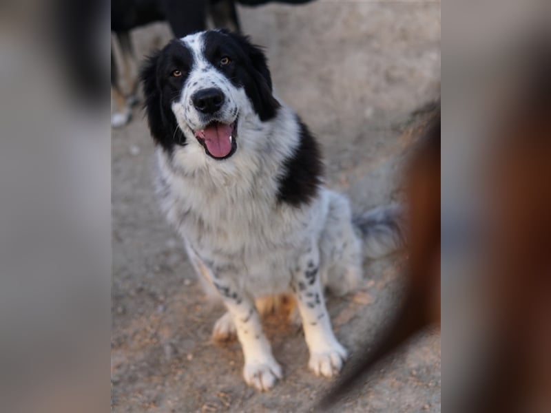Freyja, geb. ca. 05/2023, lebt in GRIECHENLAND, im städt. Tierheim Serres