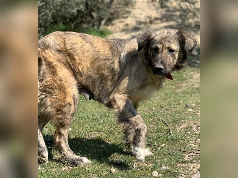 Nandi, geb. ca. 03/2020, lebt in GRIECHENLAND, städt. Tierheim Serres
