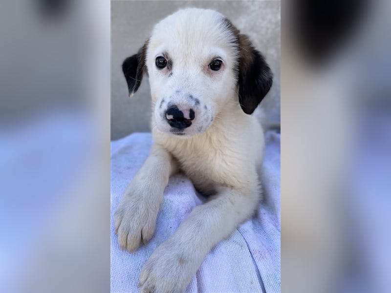 Bley, geb. ca. 06/2023, lebt in GRIECHENLAND, im städt. Tierheim Serres