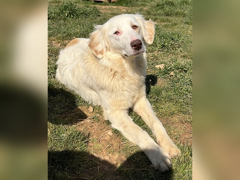 Zara, geb. ca. 06/2021, lebt in GRIECHENLAND, auf einem Gelände, auf dem die Hunde notdürftig versor