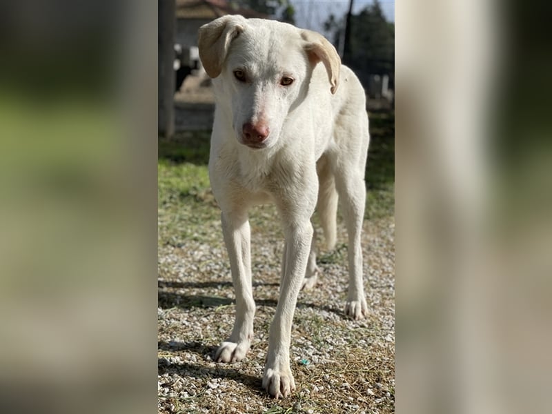 Nizza, geb. ca. 08/2022, lebt in GRIECHENLAND, im städt. Tierheim Serres