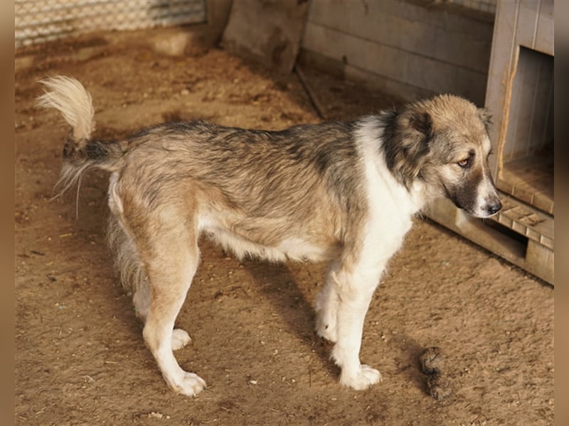 Talia, geb. ca. 09/2022, lebt in GRIECHENLAND, im städt. Tierheim Serres
