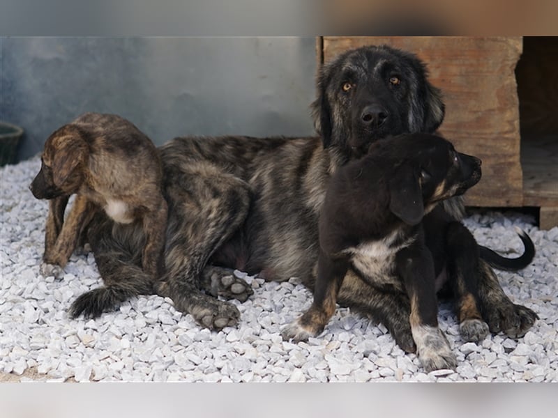 Zazu, geb. ca. 10/2022, lebt in GRIECHENLAND, auf einer privaten Pflegestelle