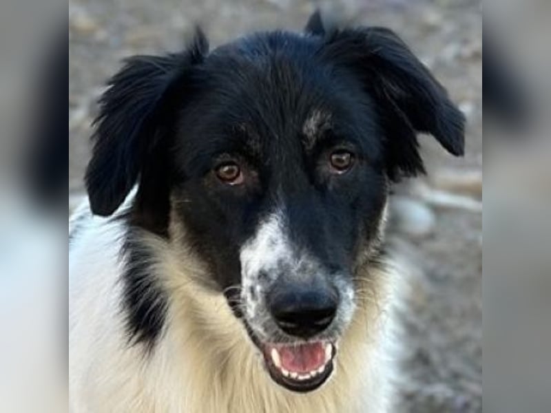 Lady, geb. ca. 12/2023, lebt in GRIECHENLAND, auf einem Gelände, auf dem die Hunde notdürftig versor
