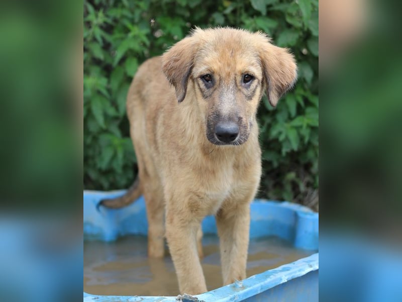 Sophia, geb. ca. 03/2024, lebt in GRIECHENLAND, im städt. Tierheim Serres