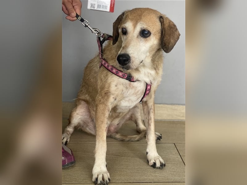 Cleo, geb. ca. 10/2019, lebt in GRIECHENLAND, auf einer privaten Pflegestelle