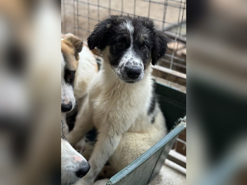 Floria, geb. ca. 01/2025, lebt in GRIECHENLAND, im städt. Tierheim Serres