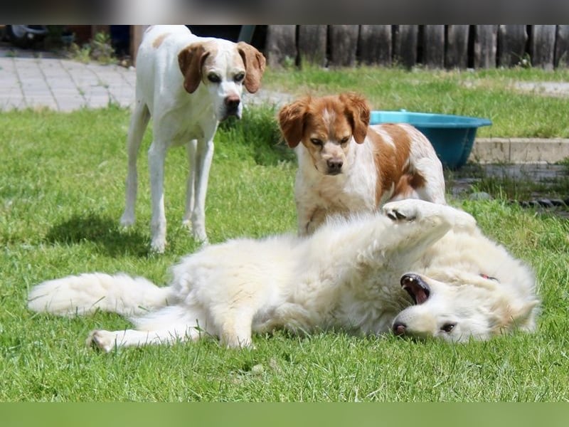 North, geb. ca. 06/20, lebt auf einer Pflegestelle in 67735 Mehlbach