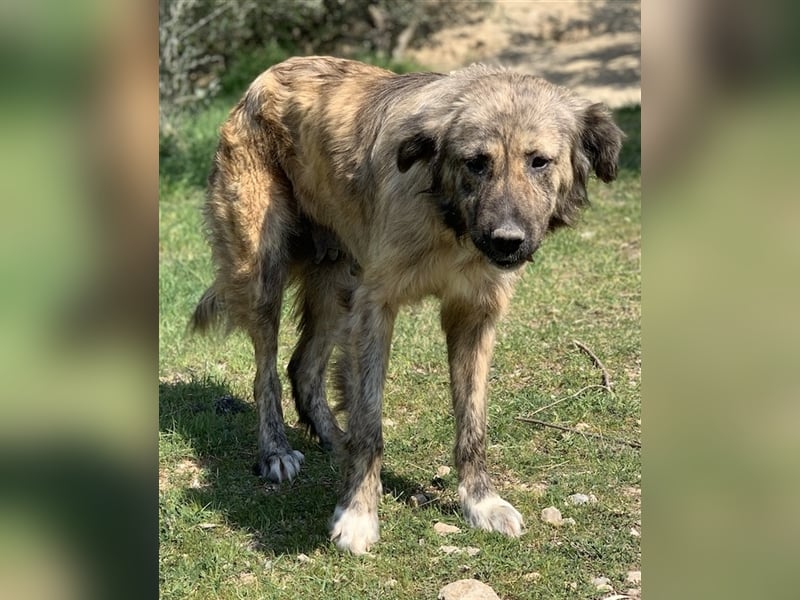 Nandi, geb. ca. 03/2020, lebt in GRIECHENLAND, städt. Tierheim Serres