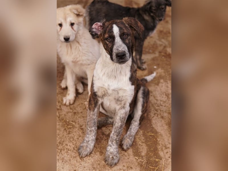 Saria, geb. ca. 07/2023, lebt in GRIECHENLAND, im städt. Tierheim Serres