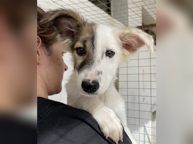 Motti, geb. ca. 07/2023, lebt in GRIECHENLAND, im städt. Tierheim Serres