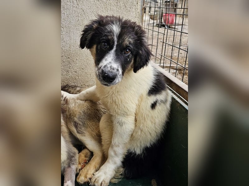 Floria, geb. ca. 01/2025, lebt in GRIECHENLAND, im städt. Tierheim Serres