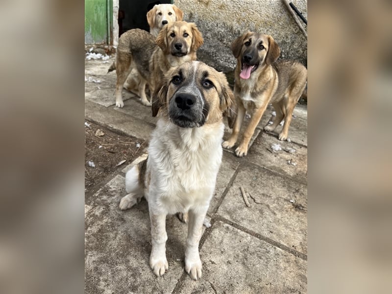Thia, geb. ca. 10/2023, lebt in GRIECHENLAND, auf einem Gelände, auf dem die Hunde notdürftig versor