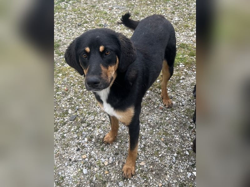 Letti, geb. ca. 05/2024, lebt in GRIECHENLAND, auf einem Gelände, auf dem die Hunde notdürftig verso