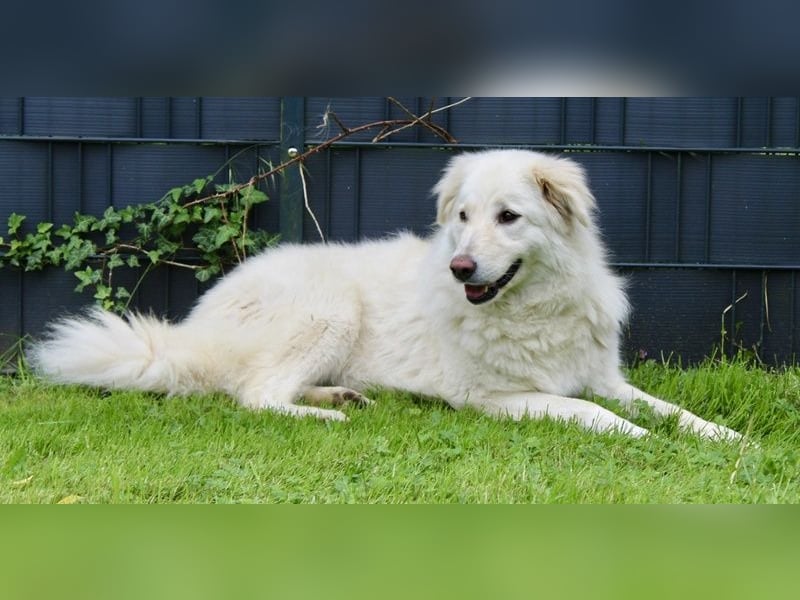 North, geb. ca. 06/20, lebt auf einer Pflegestelle in 67735 Mehlbach