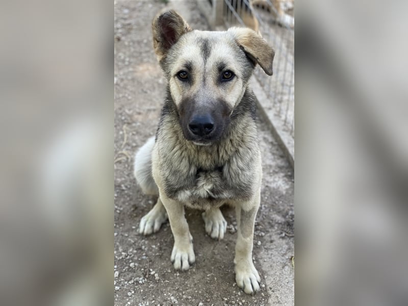 Tinnúviel, geb. ca. 06/2023, lebt in GRIECHENLAND, im städt. Tierheim Serres