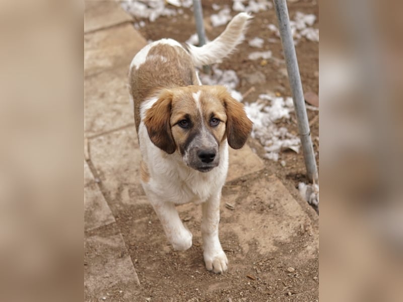 Thia, geb. ca. 10/2023, lebt in GRIECHENLAND, auf einem Gelände, auf dem die Hunde notdürftig versor