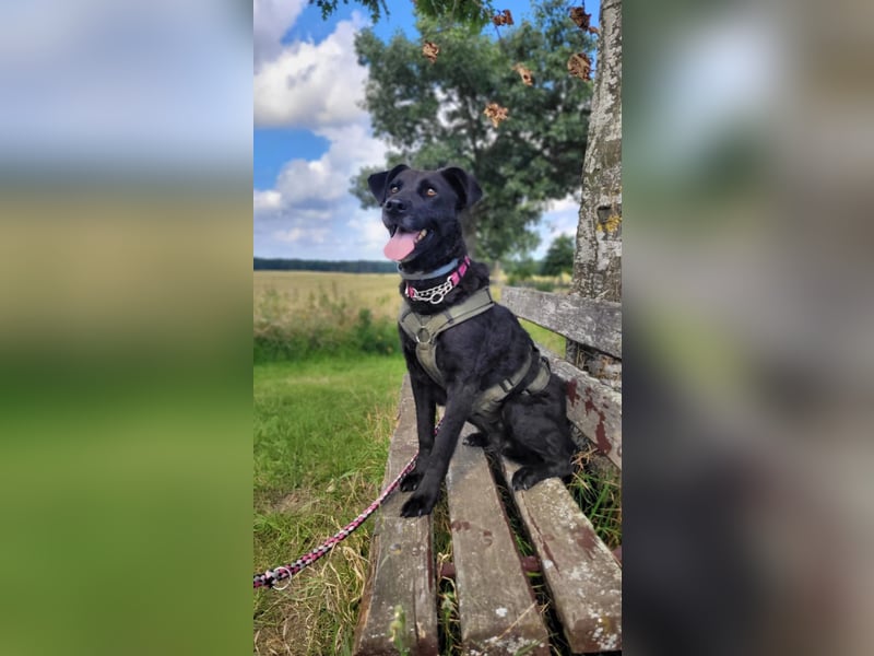 Lexi- bezaubernde, menschenbezogene Hündin