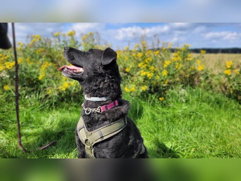 Lexi- bezaubernde, menschenbezogene Hündin