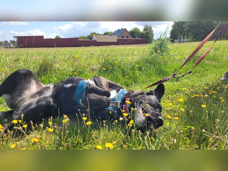 Lexi- bezaubernde, menschenbezogene Hündin