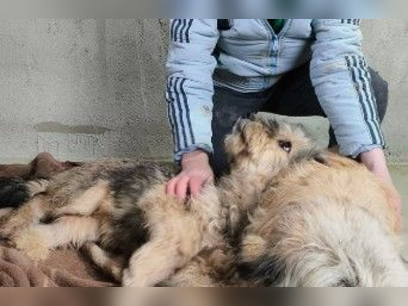 Liebe und verschmuste Luise sucht ihre Familie