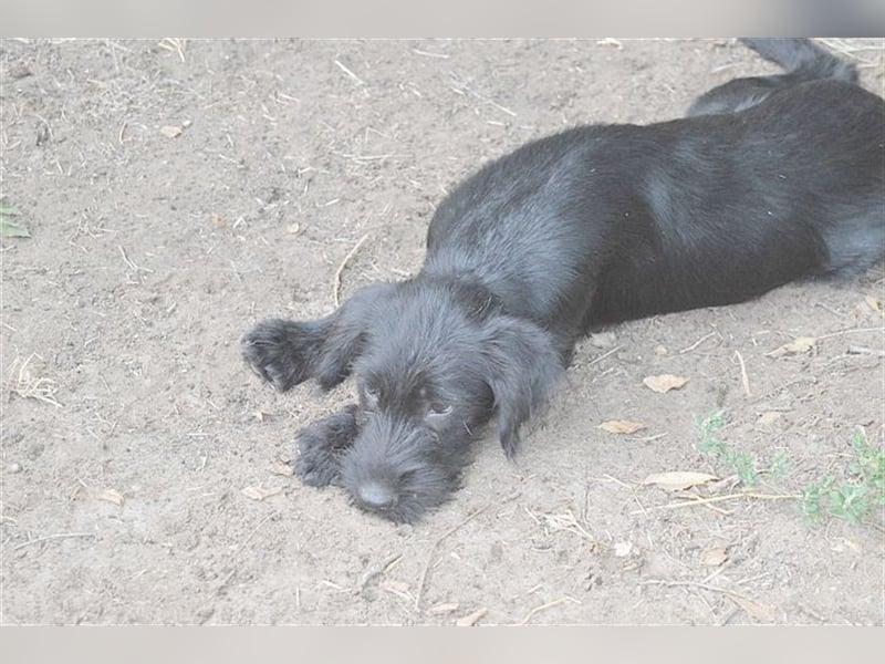 GANJA, zuckersüsse Maus. Der ideale Familienhund