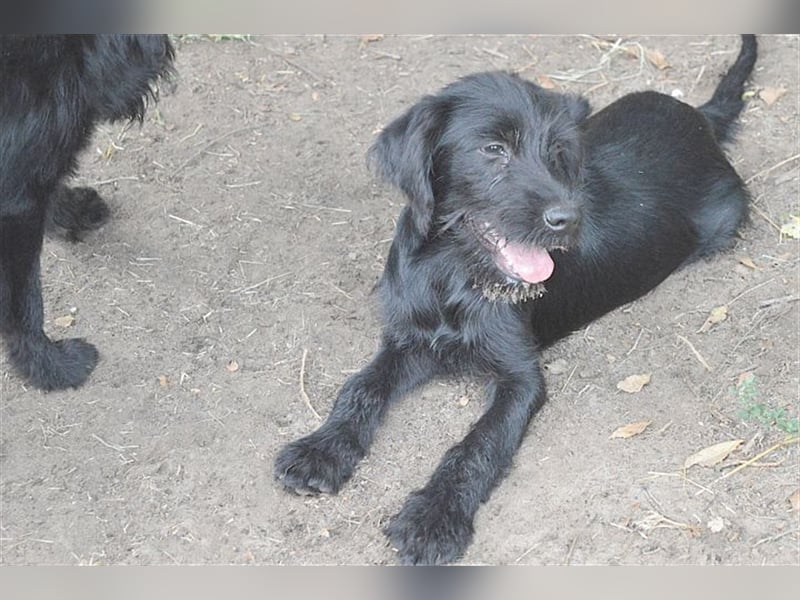 GANJA, zuckersüsse Maus. Der ideale Familienhund