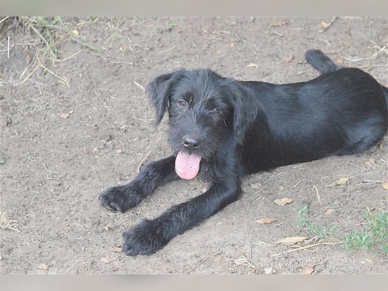 GANJA, zuckersüsse Maus. Der ideale Familienhund