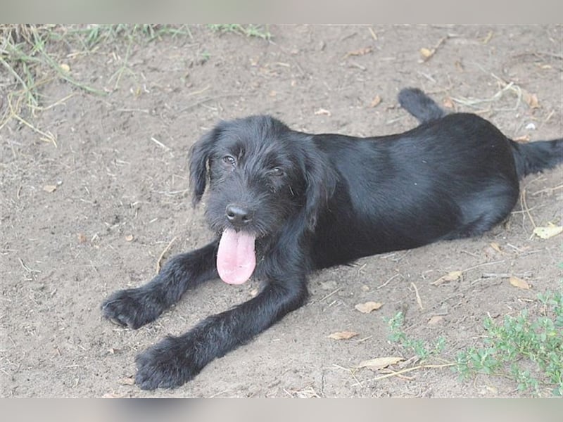 GANJA, zuckersüsse Maus. Der ideale Familienhund