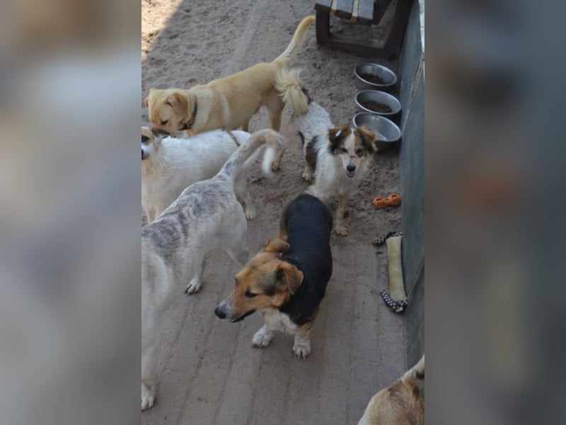 Die kleine Minna sucht ein liebevolles Zuhause