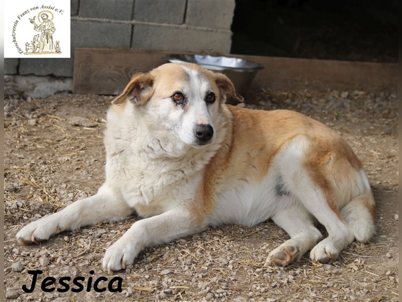Jessica - charmante Hundedame sucht Platz für Lebensabend