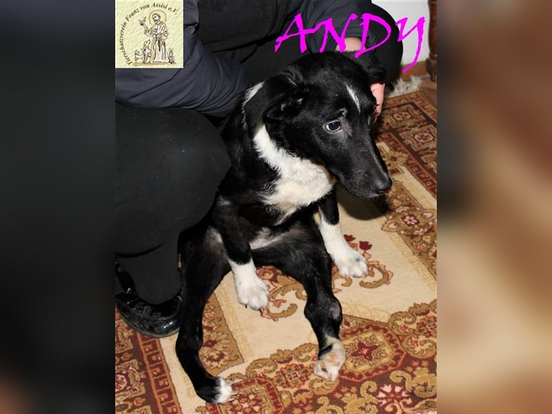 Andy - Junge Handicap-Hündin sucht besondere Menschen
