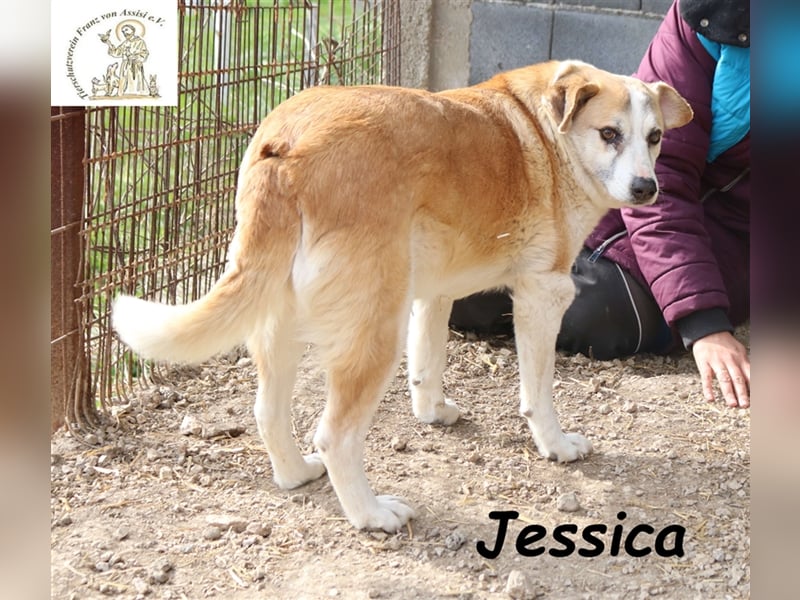 Jessica - charmante Hundedame sucht Platz für Lebensabend