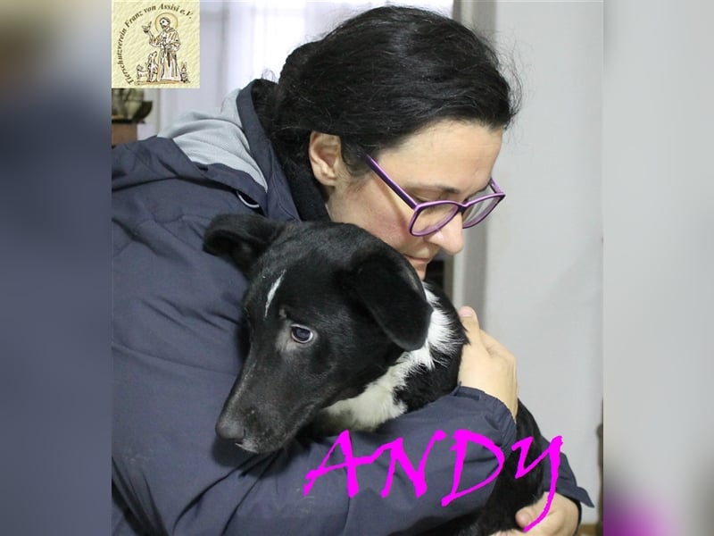Andy - Junge Handicap-Hündin sucht besondere Menschen