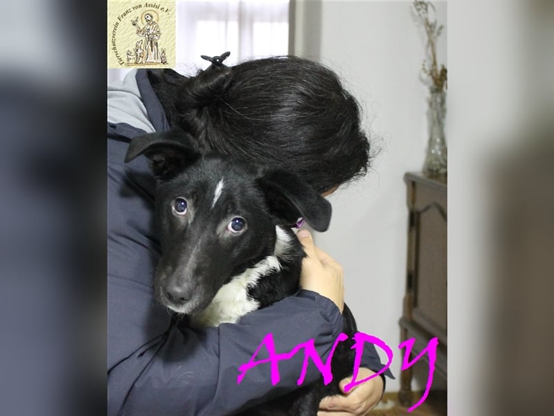 Andy - Junge Handicap-Hündin sucht besondere Menschen