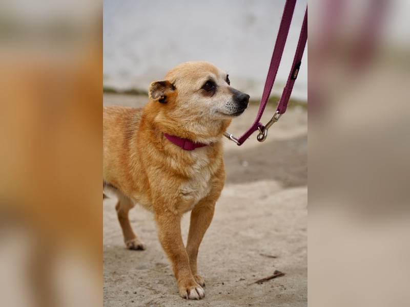 Unkomplizierte Ellie sucht ihr Zuhause