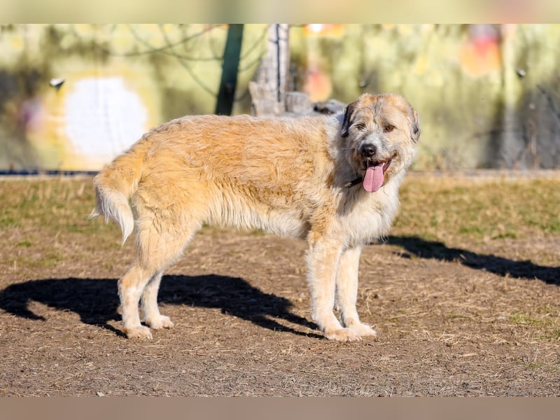 Freundliche Daisy sucht ihr Zuhause