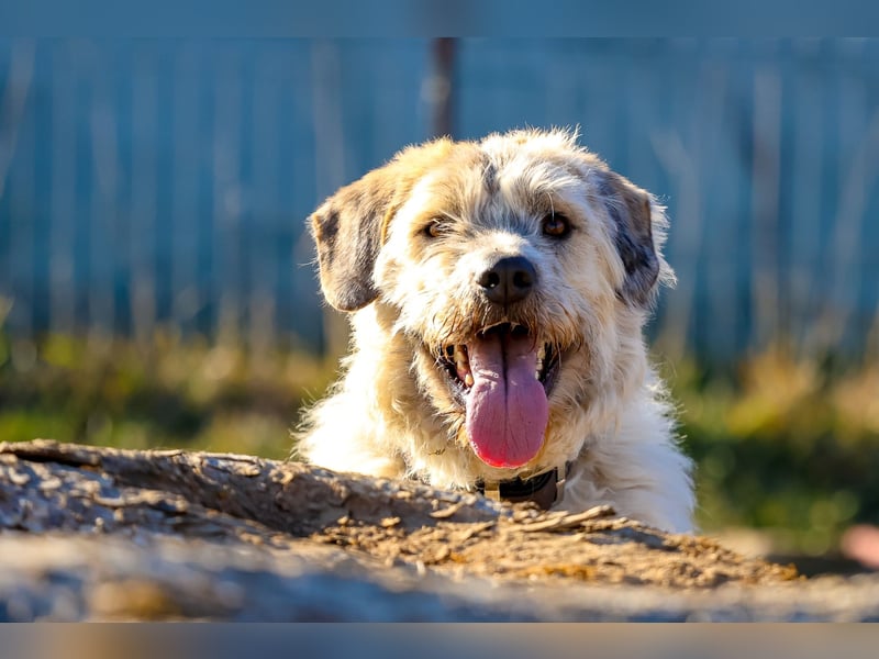 Freundliche Daisy sucht ihr Zuhause