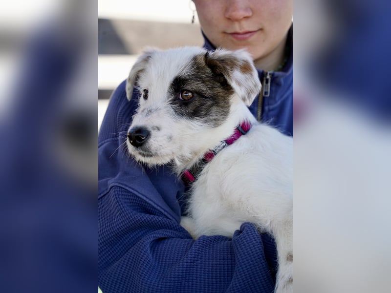 Kleine Milly sucht erfahrene Menschen