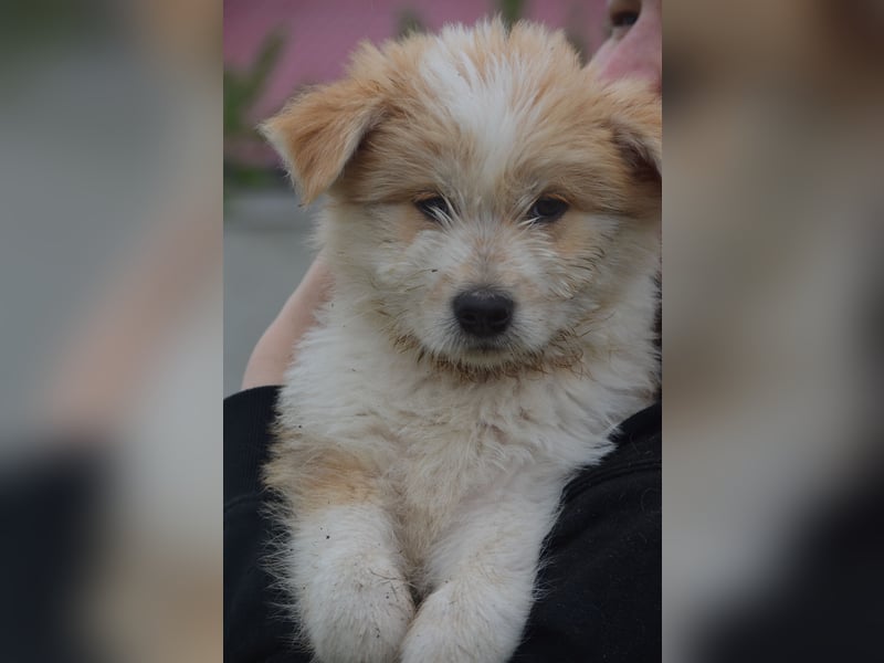 Kleine Kiwi sucht ihr Zuhause