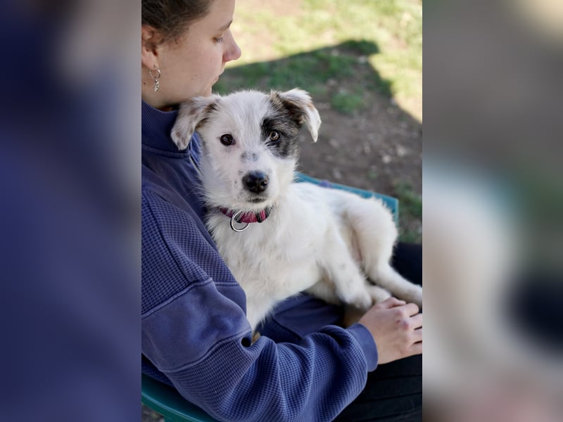 Kleine Milly sucht erfahrene Menschen