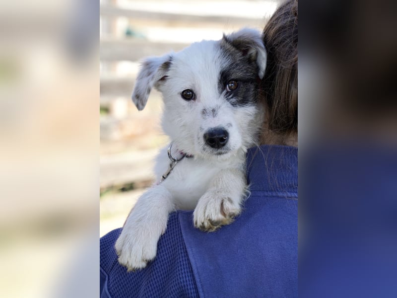Kleine Milly sucht erfahrene Menschen