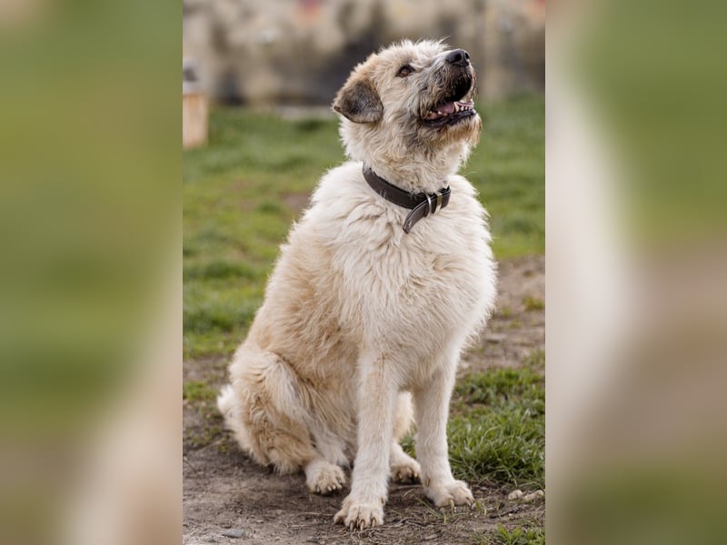 Freundliche Daisy sucht ihr Zuhause