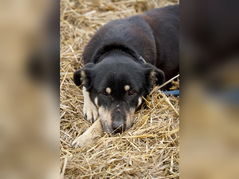 Ruhige Sadie sucht ihre Menschen