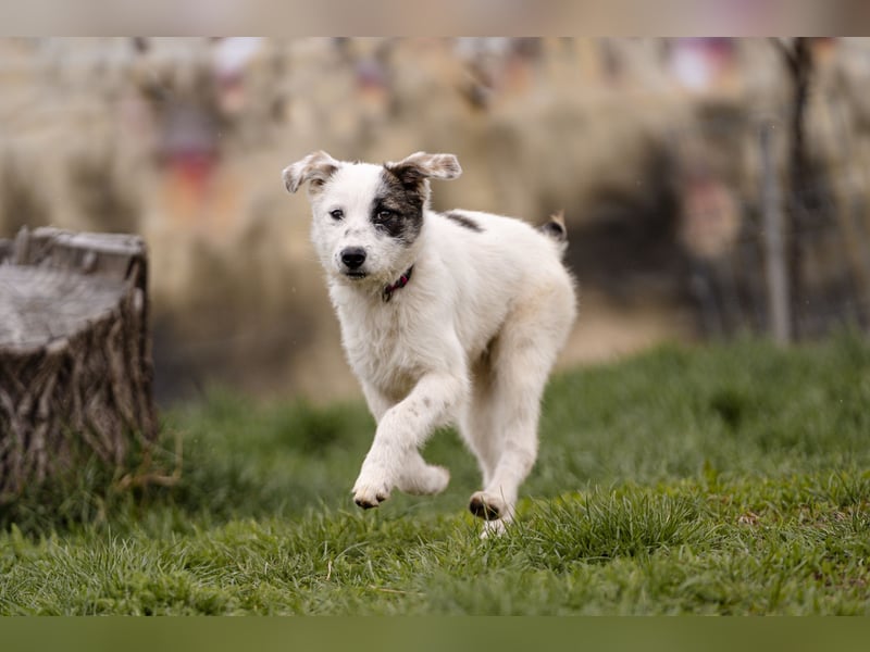 Kleine Milly sucht erfahrene Menschen